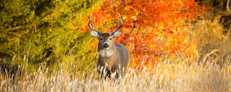 Retirement in Motion